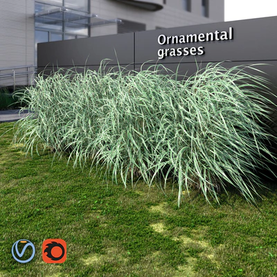 Ornamental grass striped — Ver 2