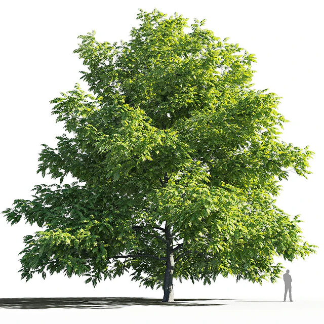 Орех маньчжурский (Juglans mandshurica) — Скачать