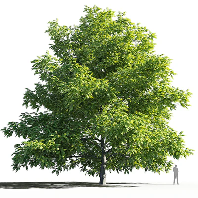 Орех маньчжурский (Juglans mandshurica) — Вид 1