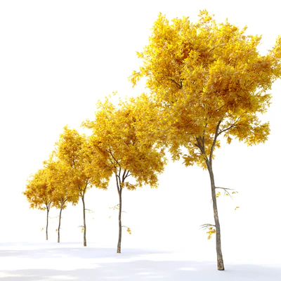 Autumn Ulmus parvifolia dynasty (Dynasty chinese elm) — Ver 4