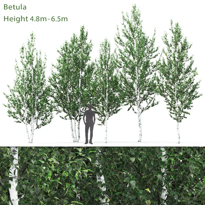 Birch — Вид 1