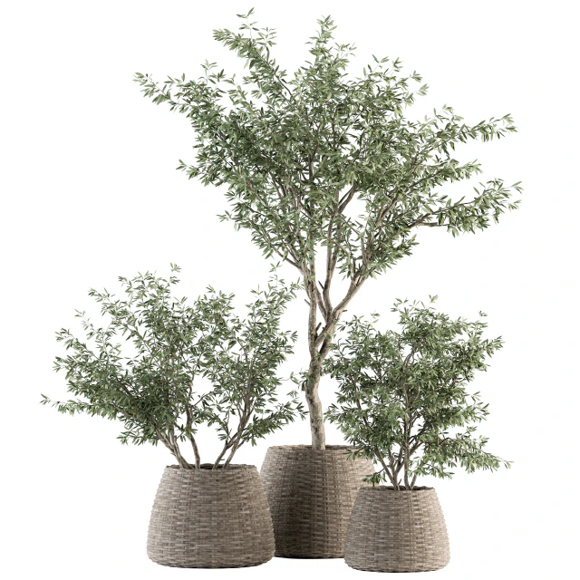 indoor Plant Set 275 - Olive Plants Set in pot — Descargar