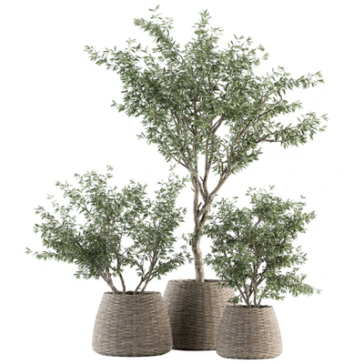 indoor Plant Set 275 - Olive Plants Set in pot — Ver 1