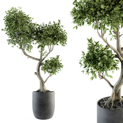 Plant Big Bonsai Indoor Plants 110 — Ver 1