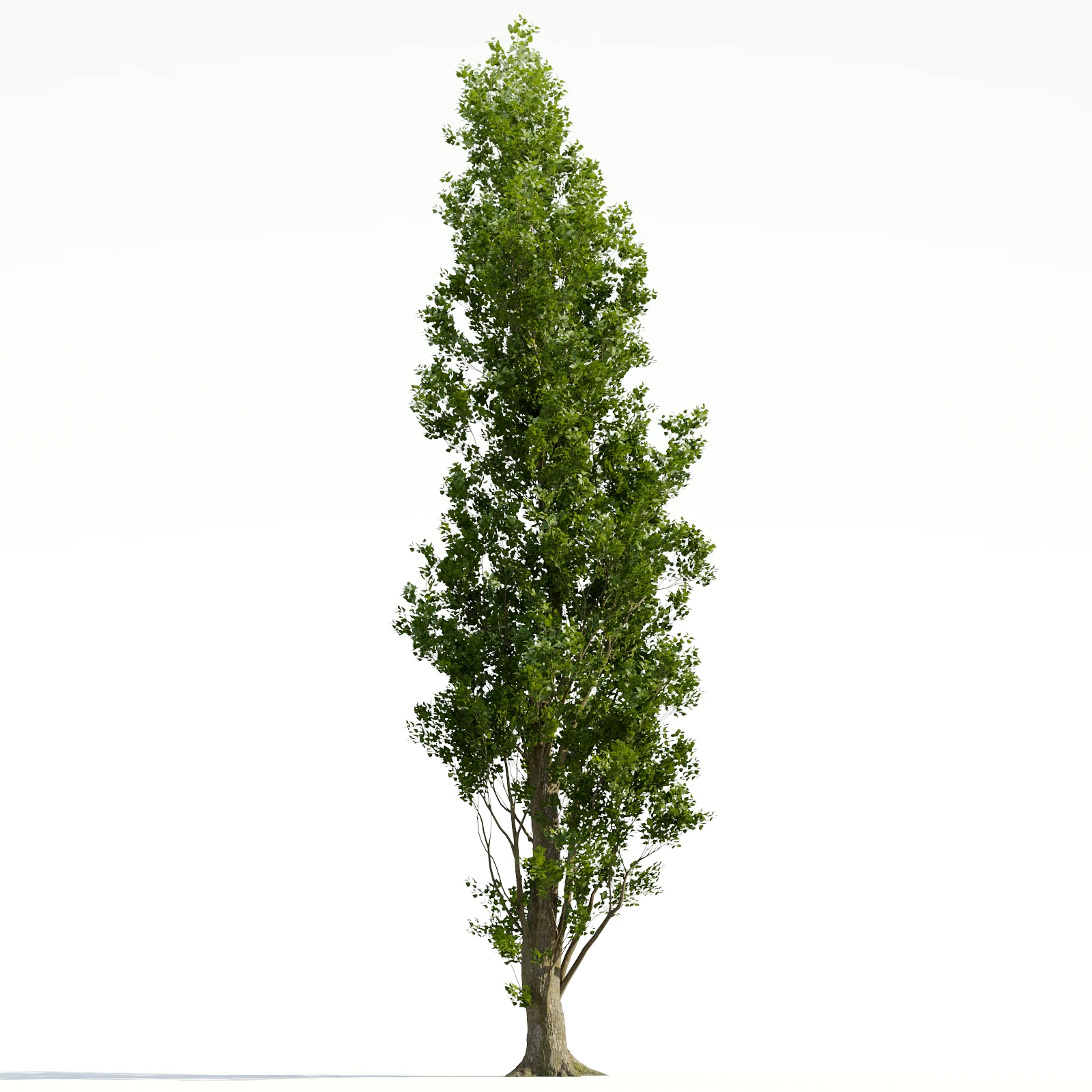 trees and barks 037 — Descargar