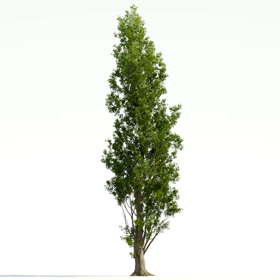 trees and barks 037 — Descargar