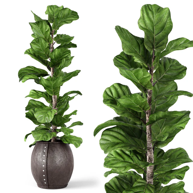 Ficus Lyrata 2 — Download