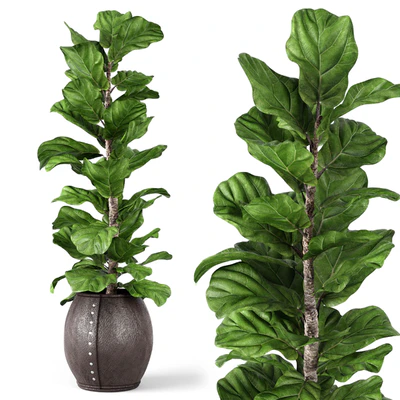 Ficus Lyrata 2 — View 1