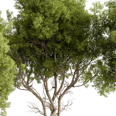 Broadleaf Tree Set 318 — View 4