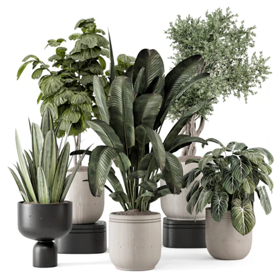 Indoor Plants  in rusty Concrete Pot - Set 1286 — скачать