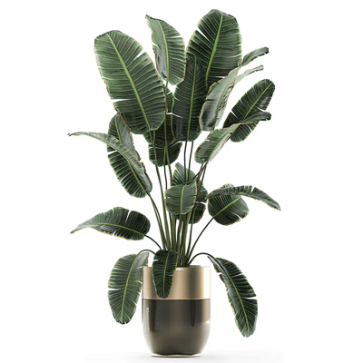 Collection of plants in gold pots Godwin Longhi with hanging, Banana, calathea, Krestovnik, Strelitzia. Set 706. — Ver 5