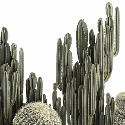 Collection of desert plants in a vase of cacti, cereus and echinocactus, barrel cactus. Set 1097. — Ver 6