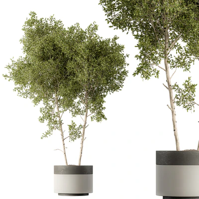 Outdoor Plants 472 - Tree in Pot — Ver 1