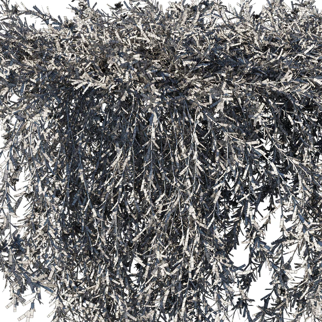 Rosemary creeping — Скачать