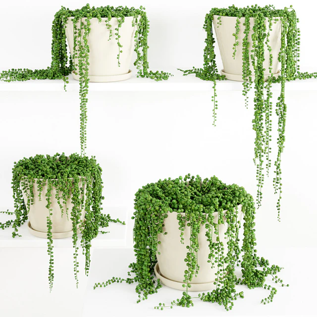 String Of Pearls Plant 3 — Descargar