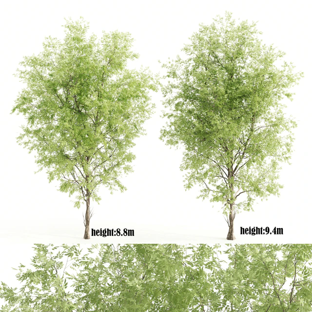 2 ashes tree — Descargar