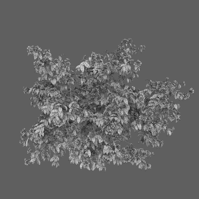 Philadelphus — Descargar
