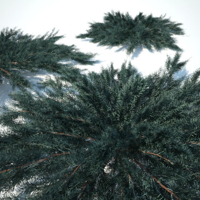 Juniper horizontal | Juniperus horizontalis Blue Chip — Descargar