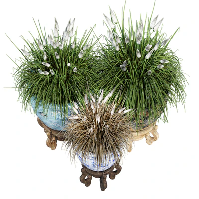 Porcelain grass — Ver 6
