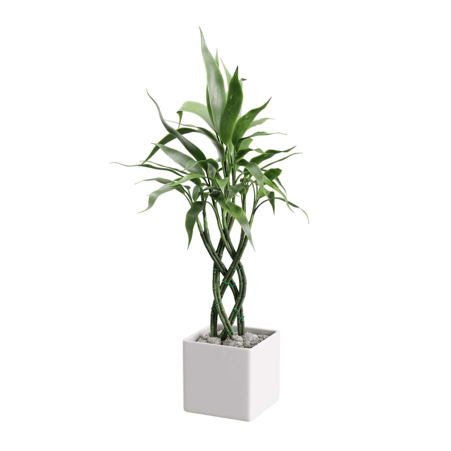 plant bamboo trellis — Descargar