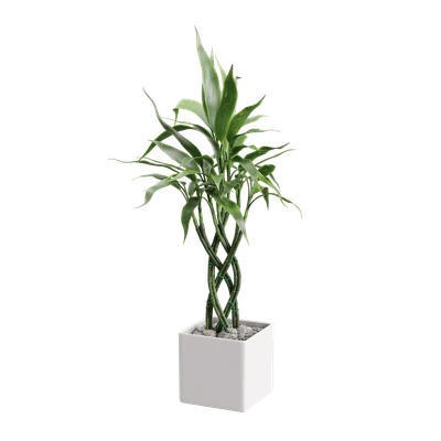 plant bamboo trellis — Descargar