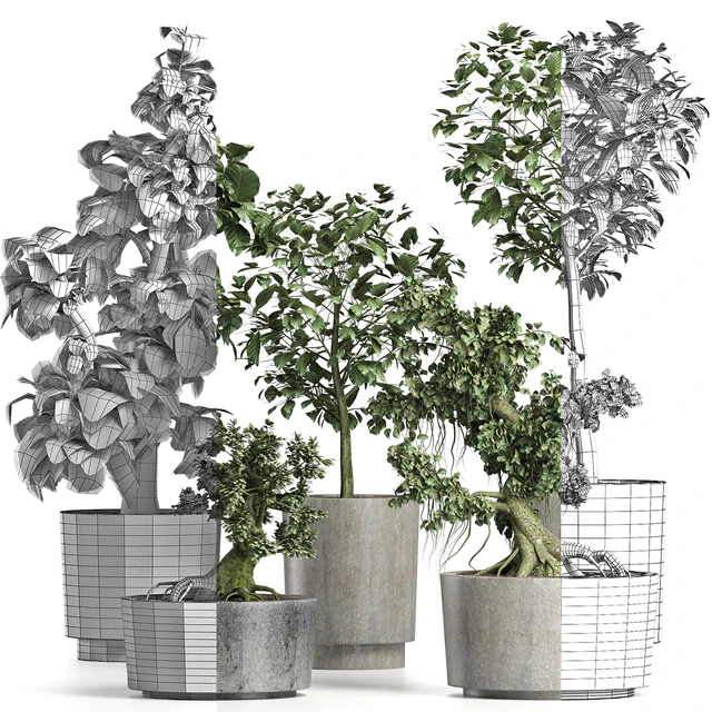 Plants Collection 199 Sageretia Theezans — Скачать