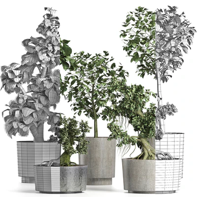 Plants Collection 199 Sageretia Theezans — Вид 5