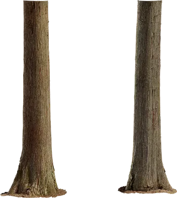 japanese cedar tree trunk 002 — Скачать