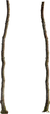 alder tree trunk 003 — Скачать