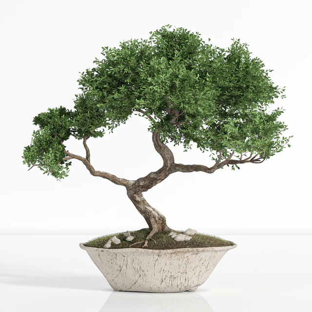 plant bonsai02 — Скачать