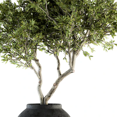 indoor Plant Set 128 - Tree in Pot — Вид 4