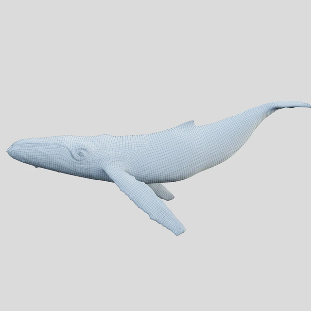 Gray whale — Скачать