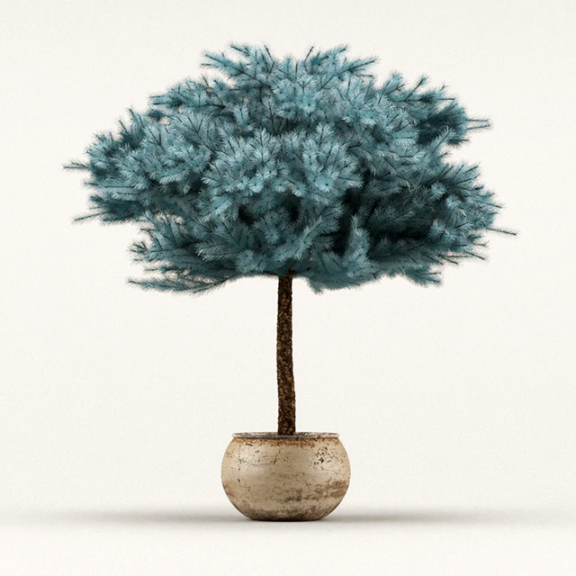 Globosa colorado blue spruce — Скачать