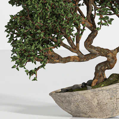 bonsai03 — Вид 5