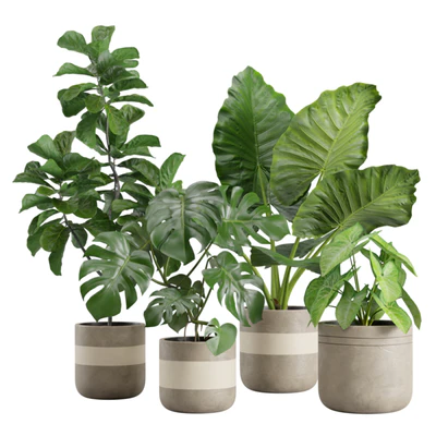 Indoor Plants Pack 21 — скачать