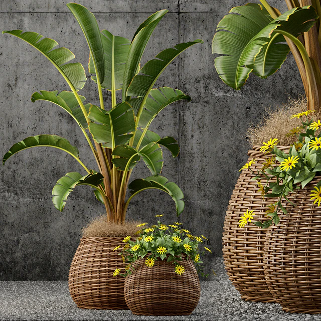 Plants collection 55 — Descargar