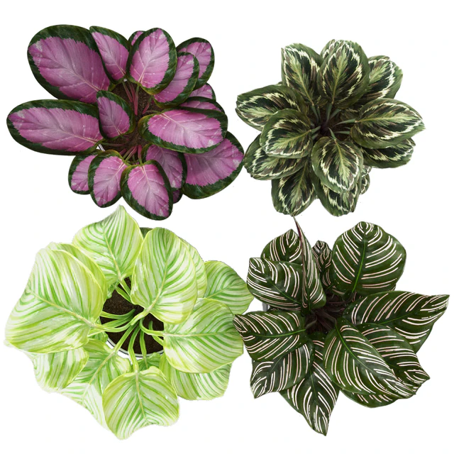 calathea Collection 3 — Descargar