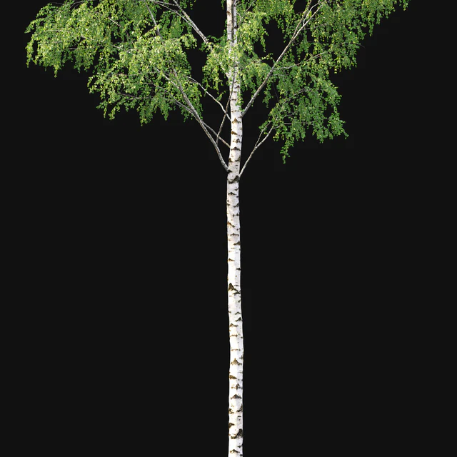 Birch forest part 1 — Скачать