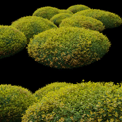 Autumn boxwood — Ver 4