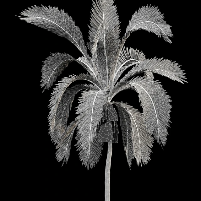 Queen Palm 4 Trees Syagrus Romanzoffiana — Descargar