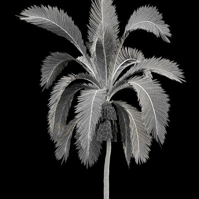 Queen Palm 4 Trees Syagrus Romanzoffiana — Ver 4