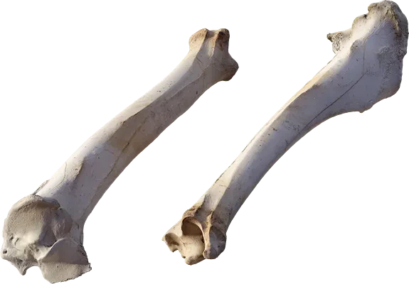 animal leg bone 004 — Descargar