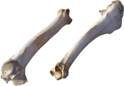 animal leg bone 004 — Descargar