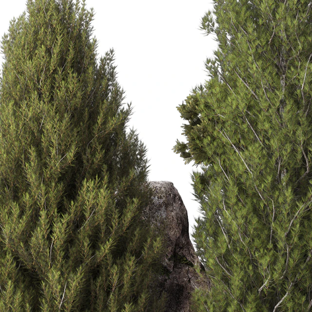 backyard and landscape pine tree garden and rocks 269 — Download