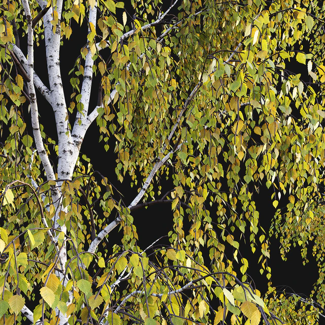 Birches. Autumn — Descargar