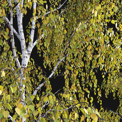 Birches. Autumn — Ver 5