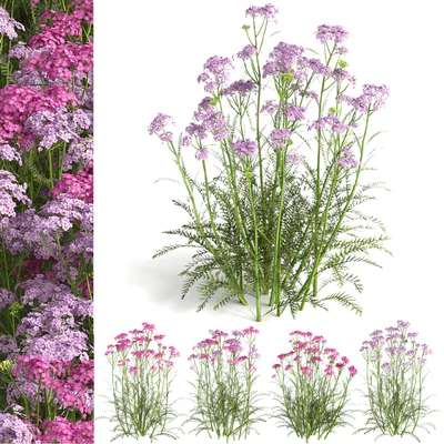 common yarrow02 — Вид 1
