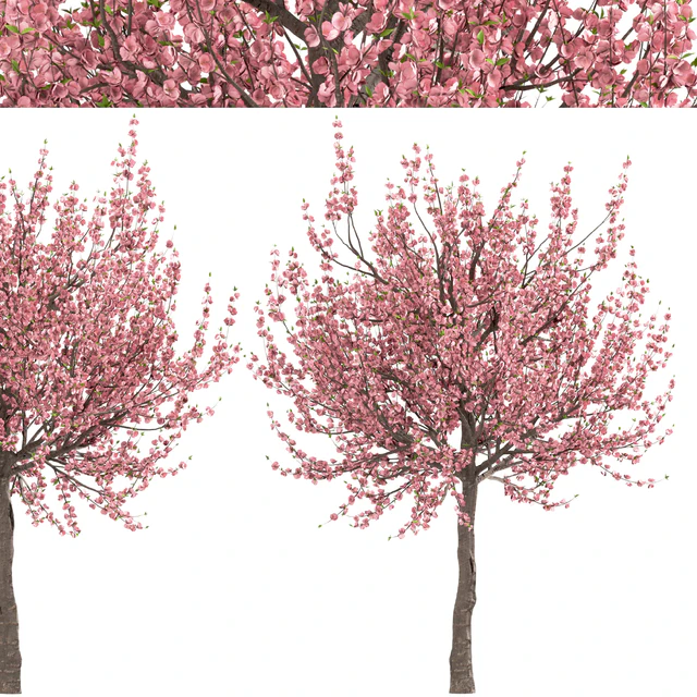 Set of Prunus Triloba Trees (Flowering Almond) (2 Trees) — Descargar