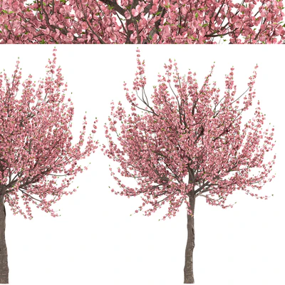 Set of Prunus Triloba Trees (Flowering Almond) (2 Trees) — Ver 5