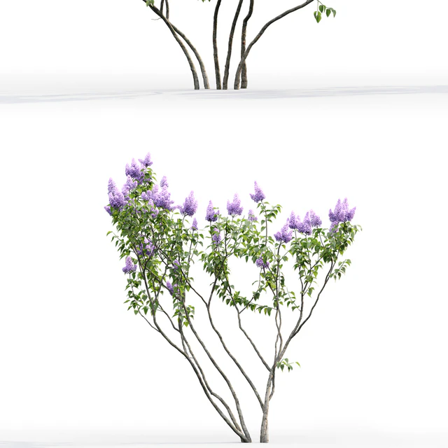 Syringa vulgaris # 2 — Descargar